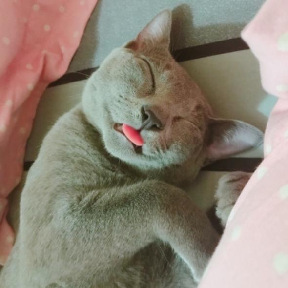 灰哥🐈💕