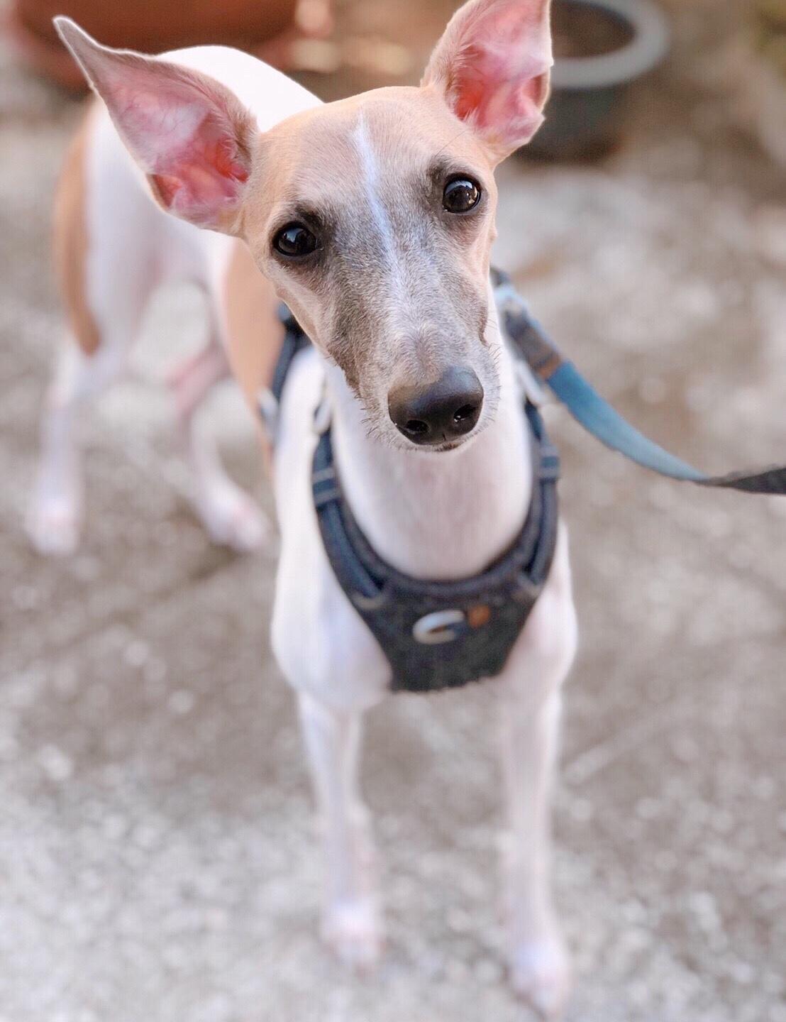 姊接我的飯飯呢👀 Ig: qb_the_whippet 品種是惠比特，很瘦的一-寵物版｜PopDaily 波波黛莉