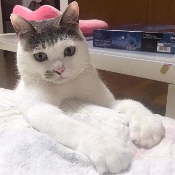 安