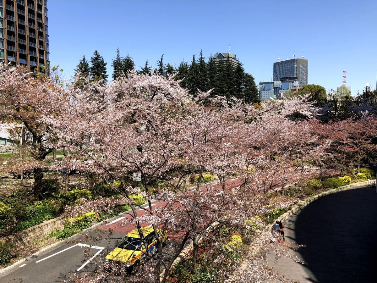 19 日本關東賞櫻之旅行程分享 一次玩遍東京市區及近郊就看這篇 日本板 Popdaily 波波黛莉