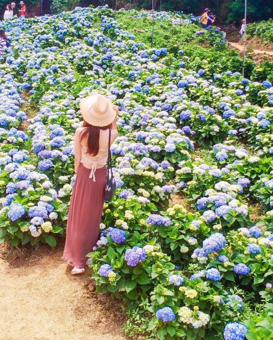 高家繡球花田第三園區 新北萬里 繡球花 占地8000坪繽紛花海 打卡板 Popdaily 波波黛莉