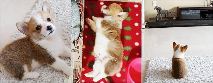 牠的肉球是粉紅色的 狗狗界的小雞腿柯基學爬樓梯先用脖子頂 傻呆樣讓人好想疼 Popdaily 波波黛莉