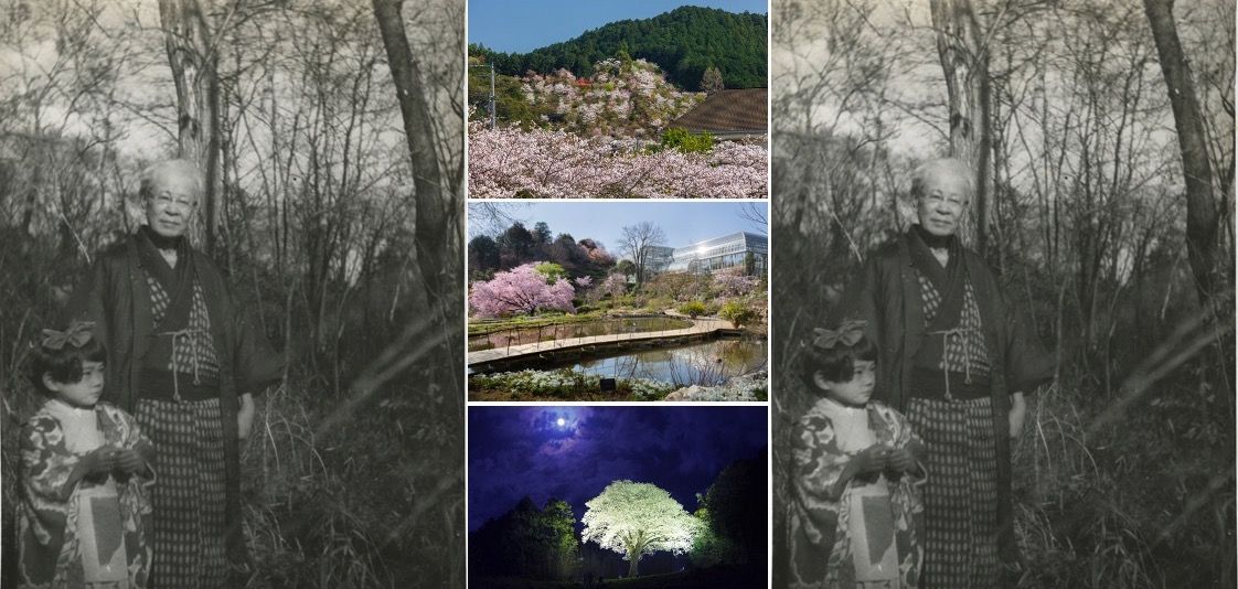 走訪日本植物學之父「牧野富太郎」淵源地高知縣櫻花景點3選-日本版