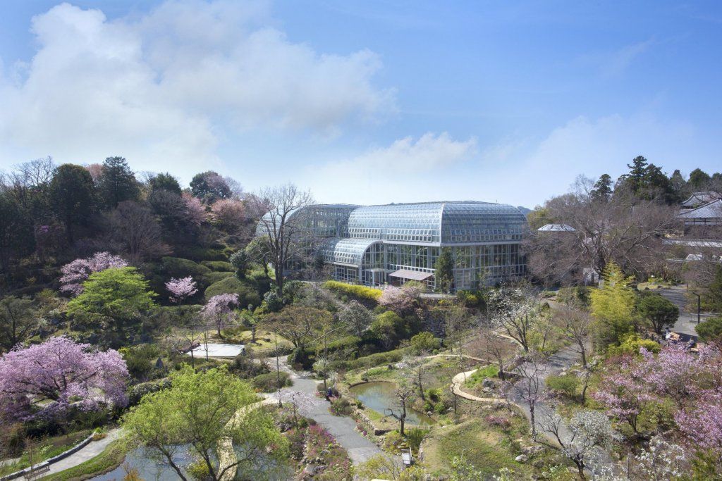 走訪日本植物學之父「牧野富太郎」淵源地高知縣櫻花景點3選-日本版