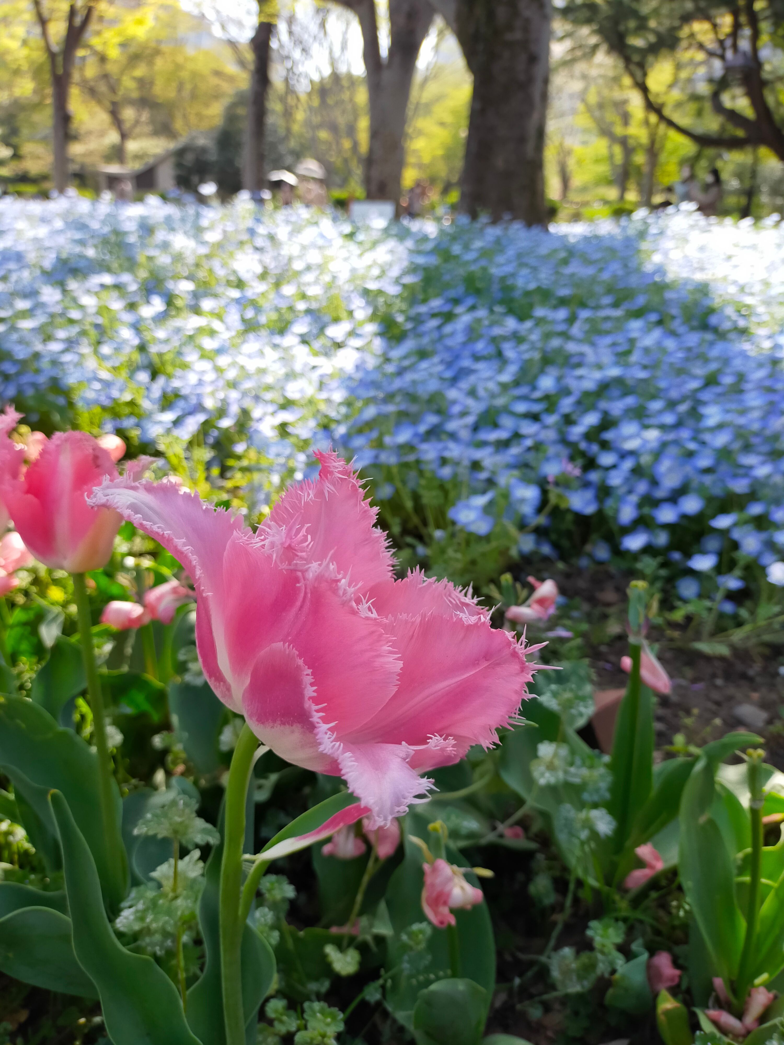 四月的東京日比谷公園色彩繽紛 不只有鬱金香還有美麗的粉蝶花海 日本板 Popdaily 波波黛莉