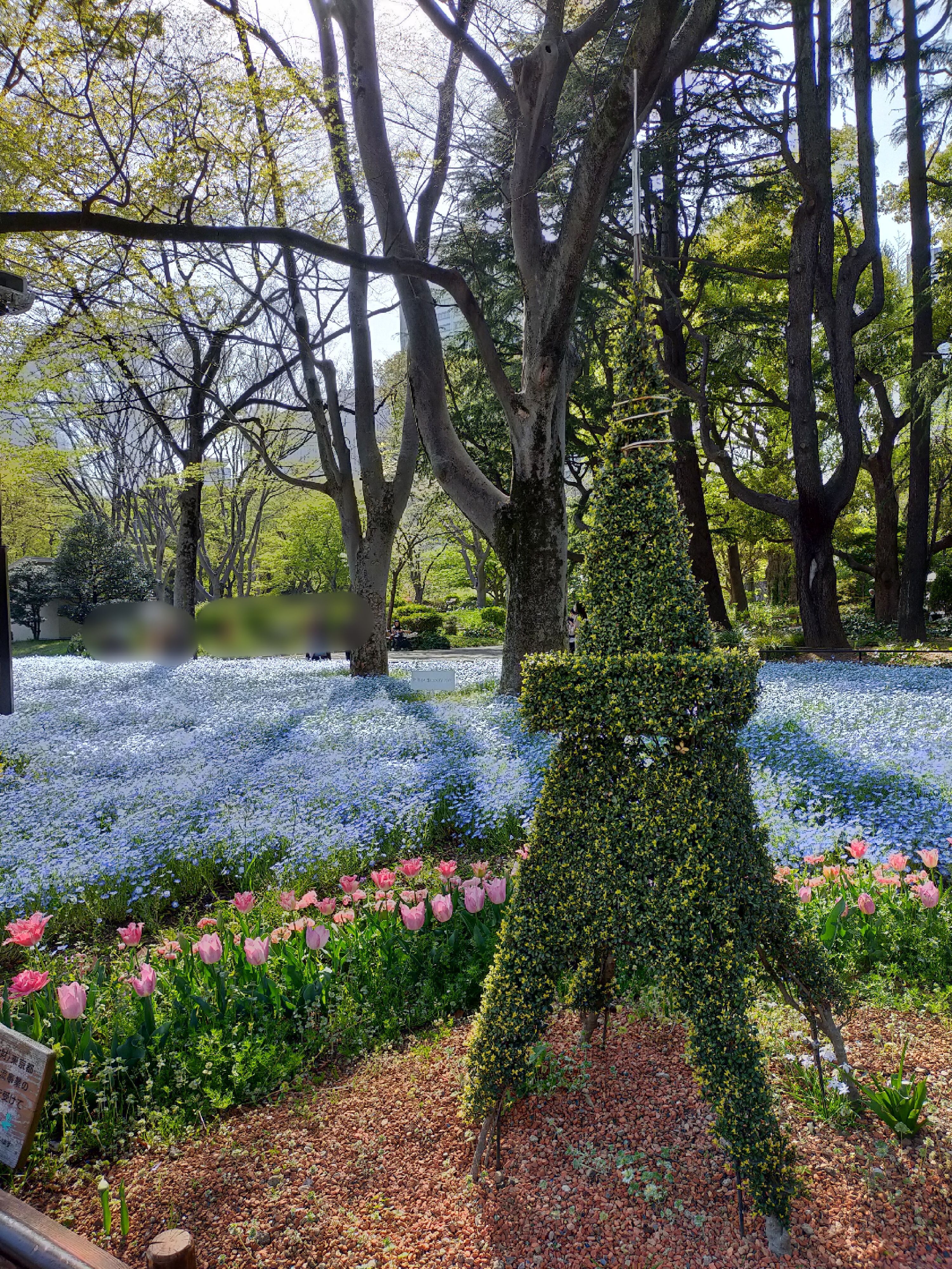 四月的東京日比谷公園色彩繽紛 不只有鬱金香還有美麗的粉蝶花海 日本板 Popdaily 波波黛莉