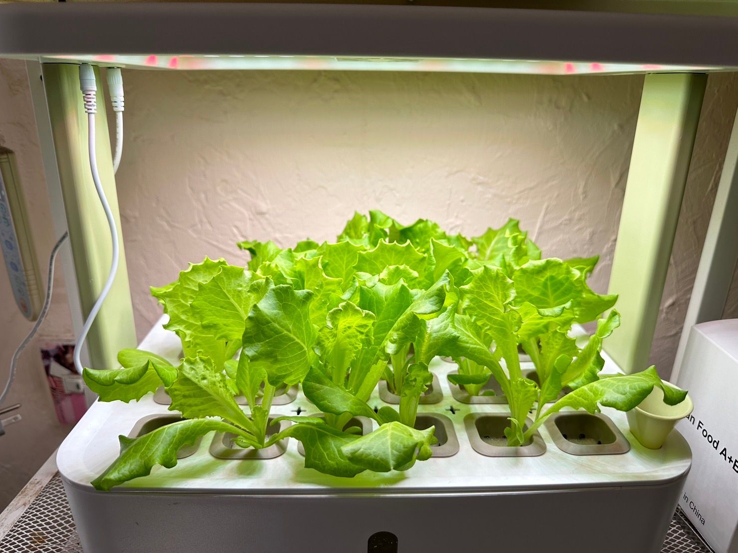 【園藝】居家迷你菜園｜Lagoon水耕機 超療癒種菜 一機在