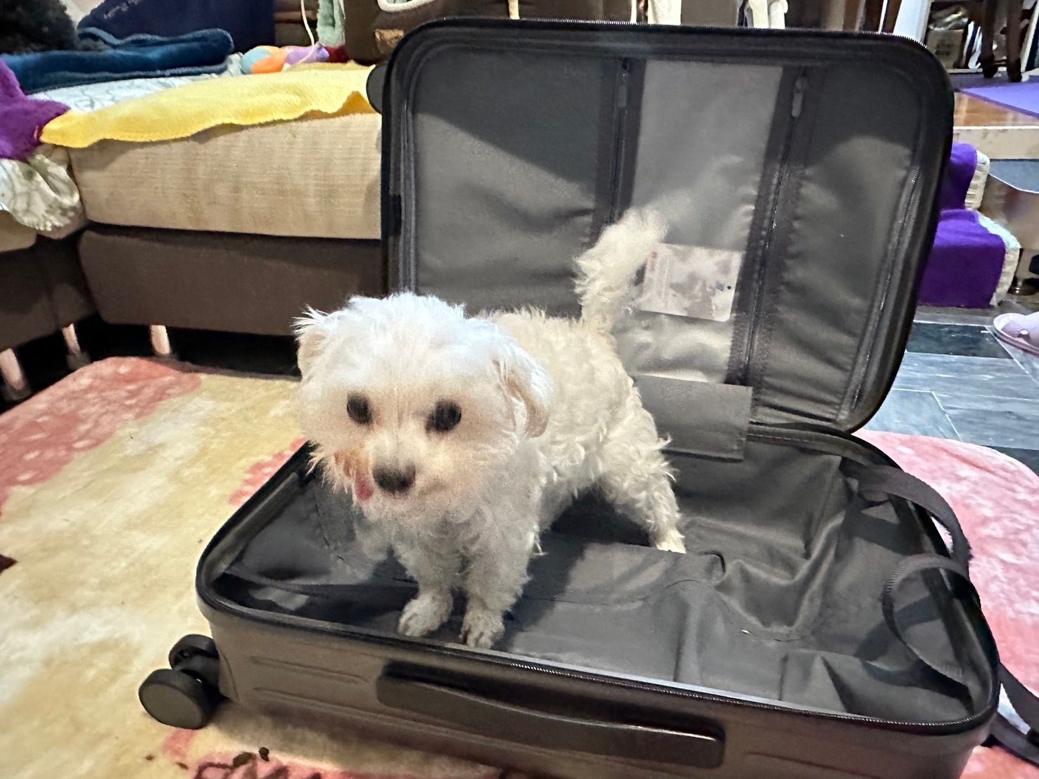 登機箱推薦｜With Me行李箱 20吋威爾斯雙層拉鍊行李箱