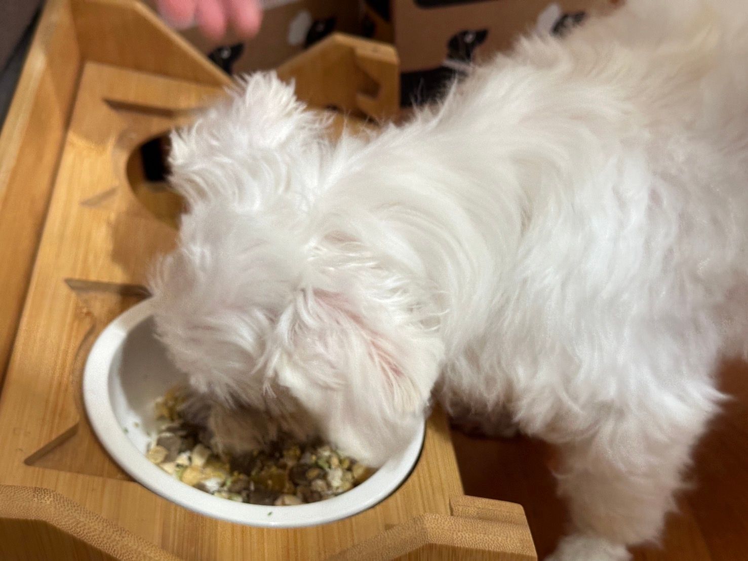 【寵物】寵物飼料推薦｜Doggy Willie 小犬威利 M