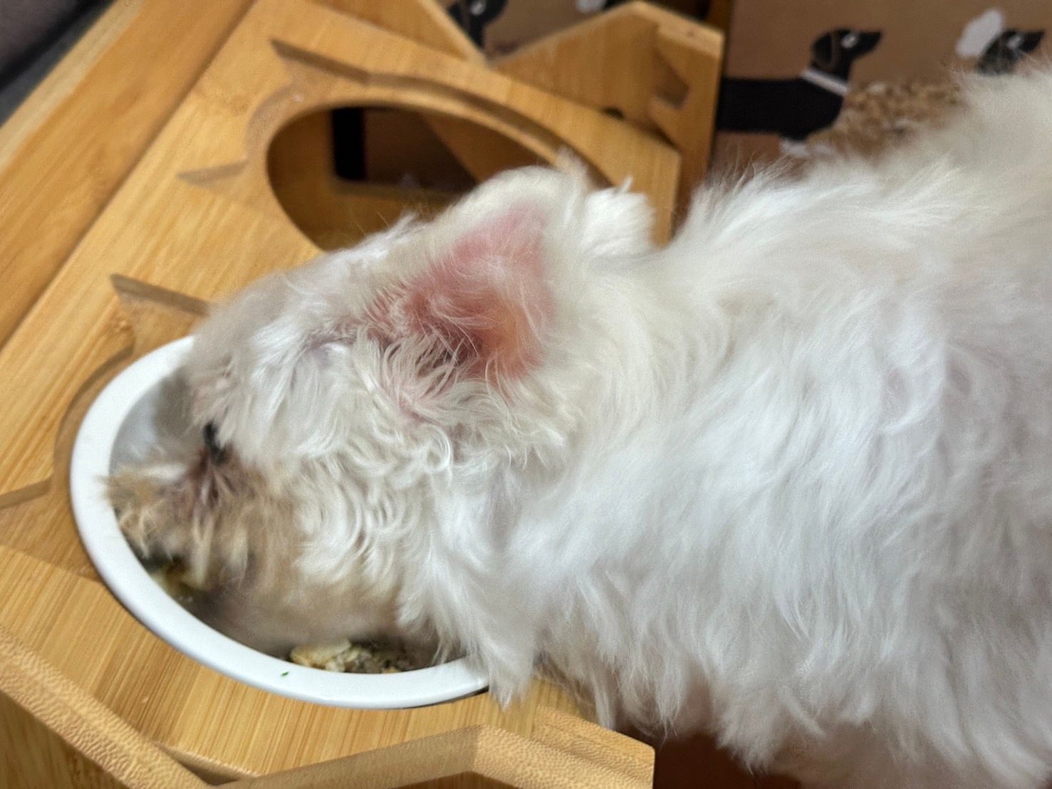 【寵物】寵物飼料推薦｜Doggy Willie 小犬威利 M