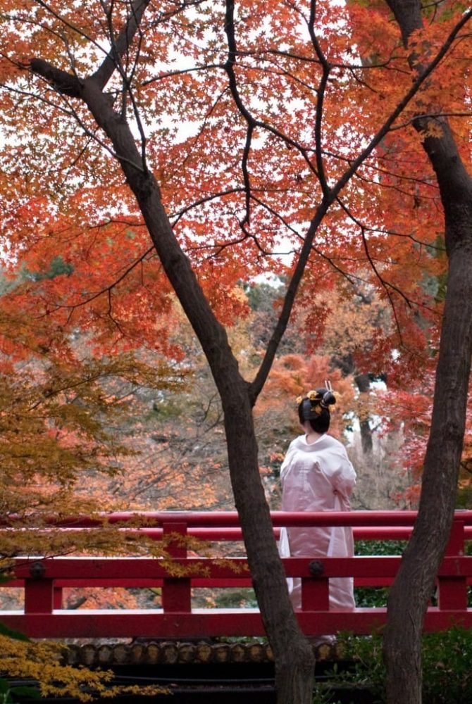 【日本賞楓特輯】到東京起秋！一路從神宮外苑，秋到東京大學！