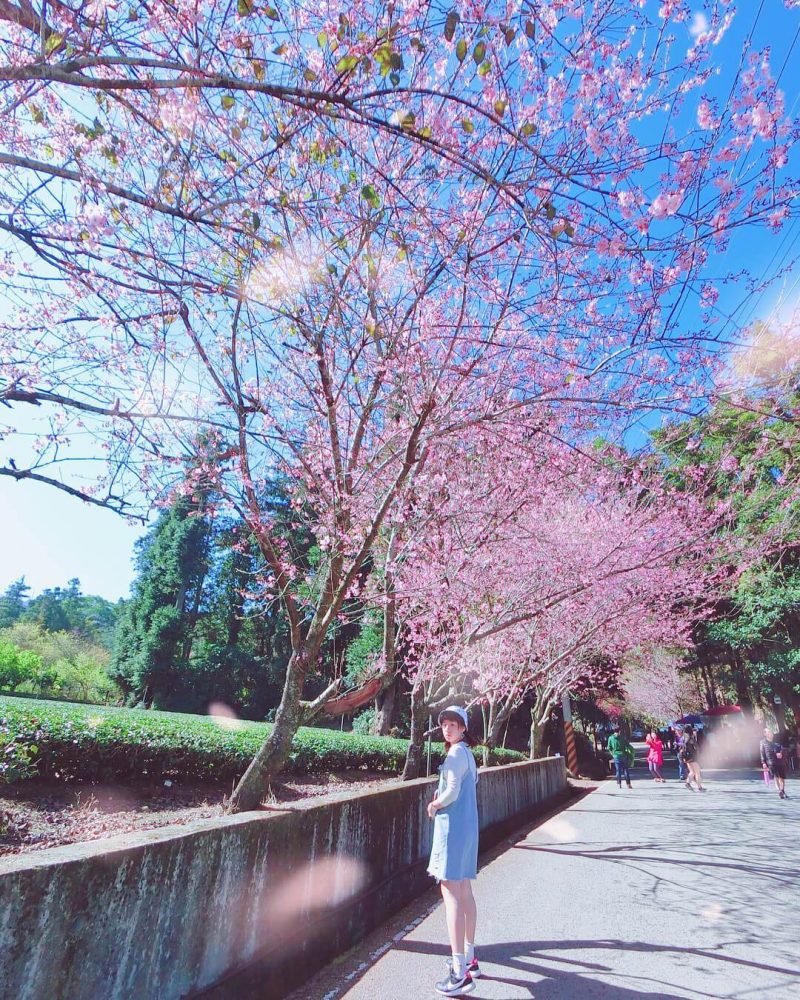 【 2020櫻花季 】浪漫櫻花季登場！不能錯過的「全台20個賞櫻景點」大集合