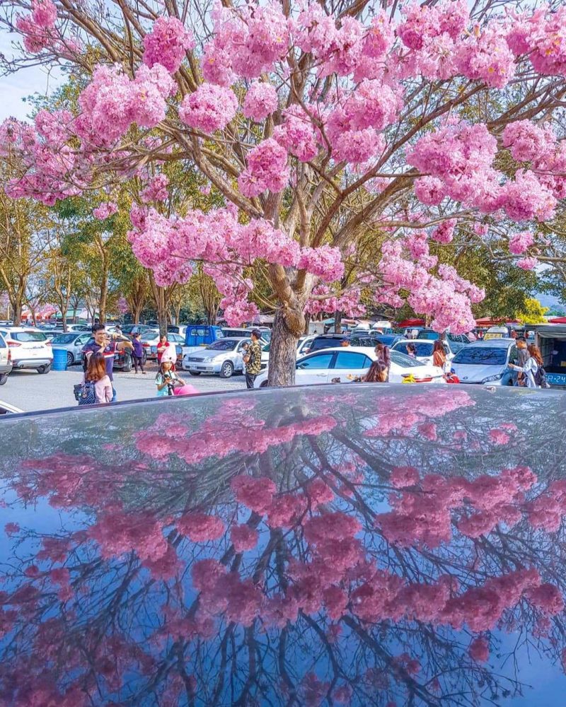 【 全台懶人包 】開得比櫻花更猖狂！超美粉紅旋風襲來，「洋紅風鈴木」席捲全台四縣市