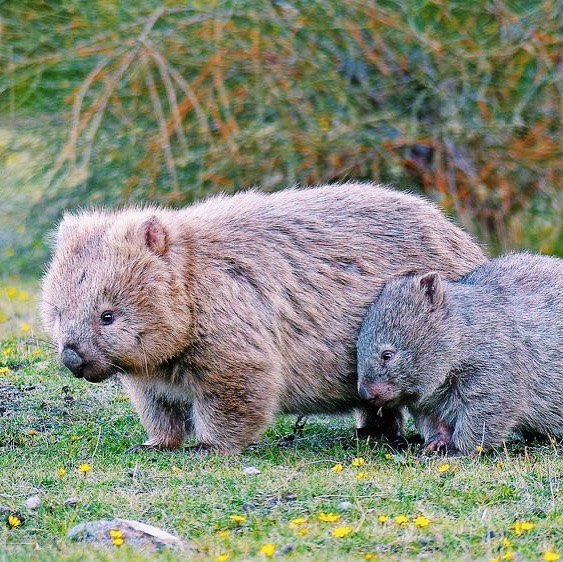 袋熊-澳洲