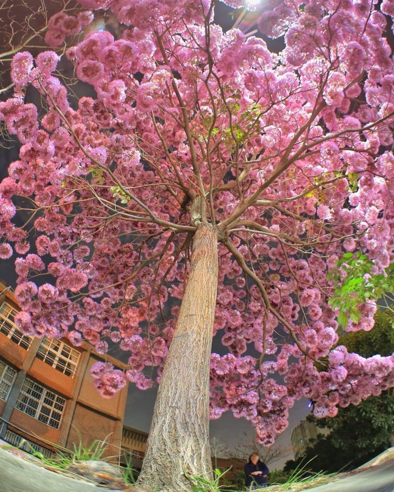 【 全台懶人包 】開得比櫻花更猖狂！超美粉紅旋風襲來，「洋紅風鈴木」席捲全台四縣市