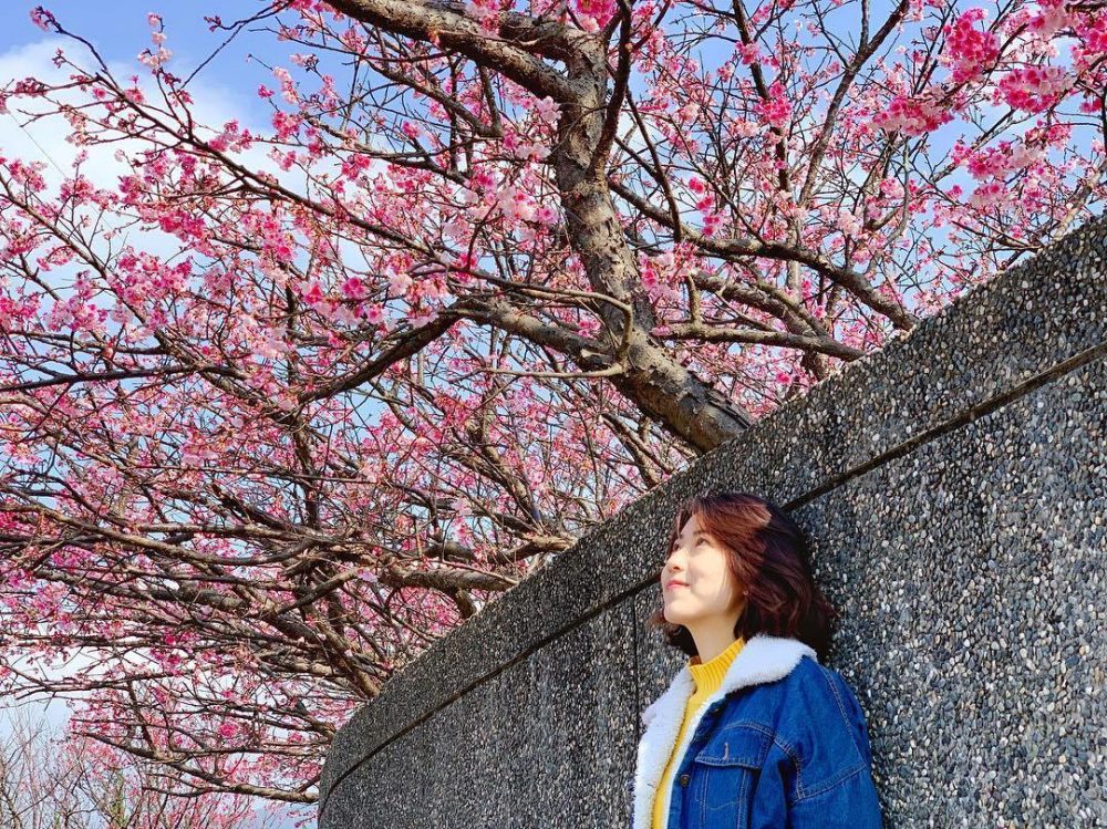 【 2020櫻花季 】浪漫櫻花季登場！不能錯過的「全台20個賞櫻景點」大集合