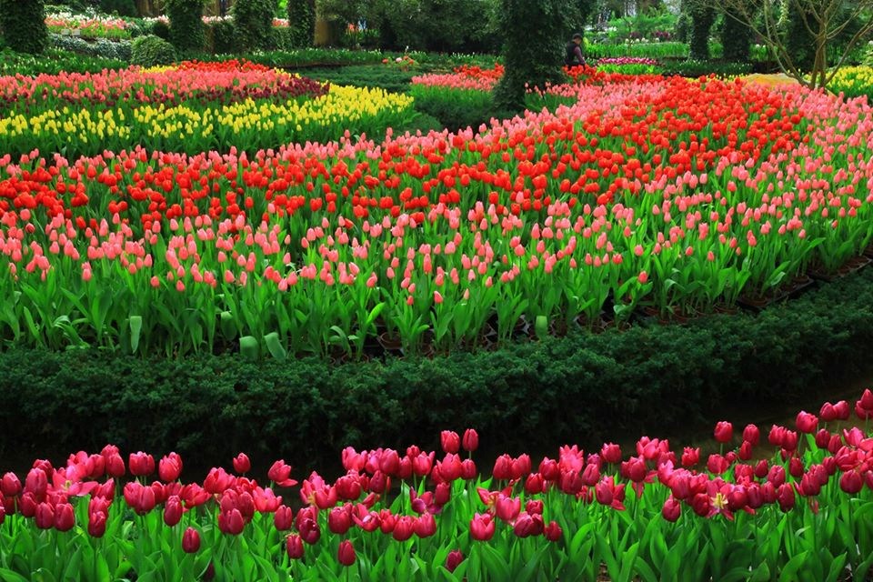 【南投】超美歐風花園！一秒到荷蘭，15萬株鬱金香繽紛綻放，宛如人間仙境般的夢幻景點