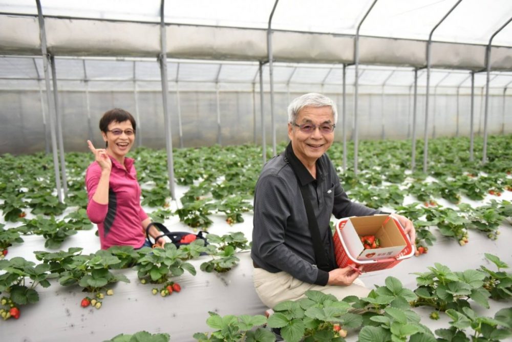 【2020內湖草莓季】2/15~4月中 採草莓&甜品DIY 活動報名開始