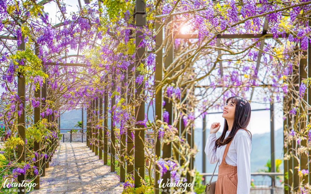 【嘉義】這裡也紫爆！「2020瑞里紫藤花季」最美時刻登場，在紫色花廊下賞景品茶，還能順遊台版敦煌石窟、 臥虎藏龍竹林的綠色隧道！