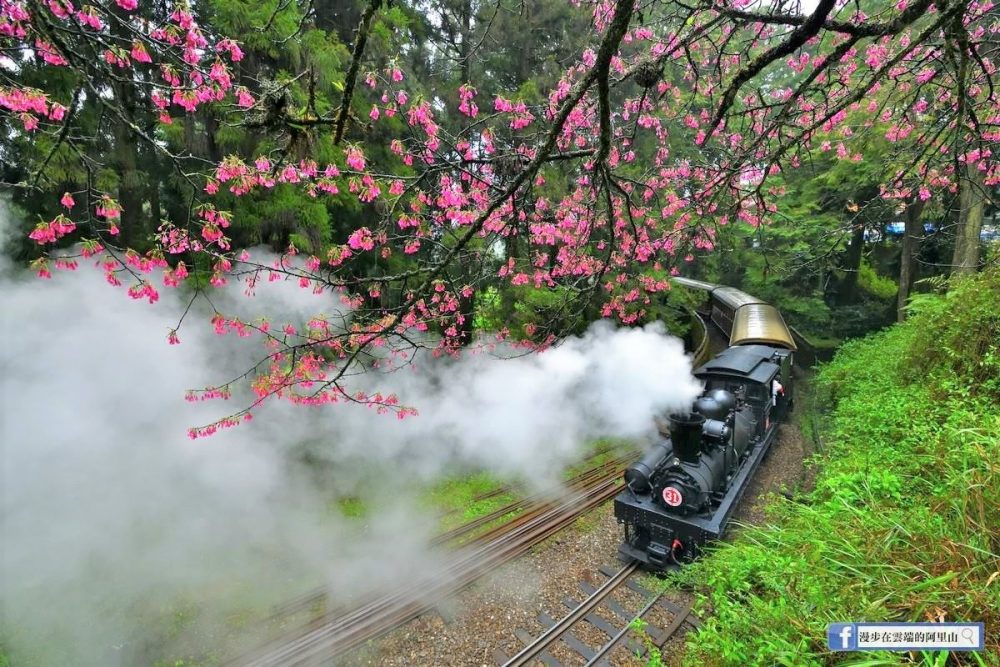 【嘉義】搭蒸汽火車賞櫻花！一生必搭一次的夢幻體驗，達人帶領捕捉櫻花鐵道秘境，僅有10場錯過等明年！