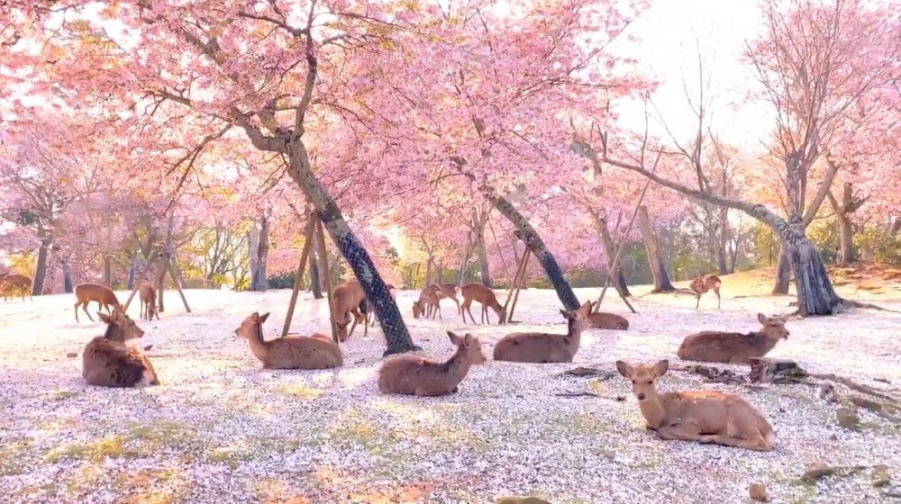 人間真的有仙境！少了旅客的奈良櫻花季，小鹿們穿梭粉紅世界，歲月靜好畫面太夢幻！