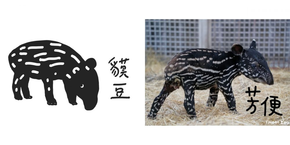 臺北動物園「馬來貘寶寶」掀命名熱潮，插畫家Cherng搶當乾爹！