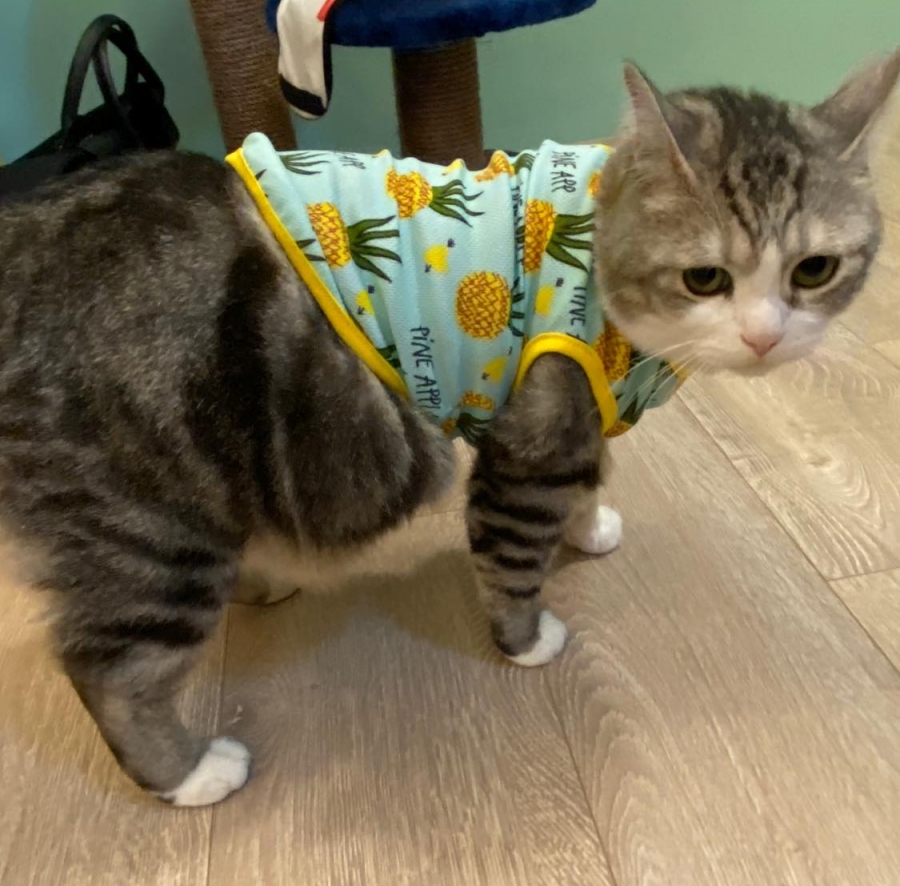 本喵不是圓只是虛胖！大尺碼貓貓換新衣發現「沒有一件穿得下」，網笑：都是衣服的錯！