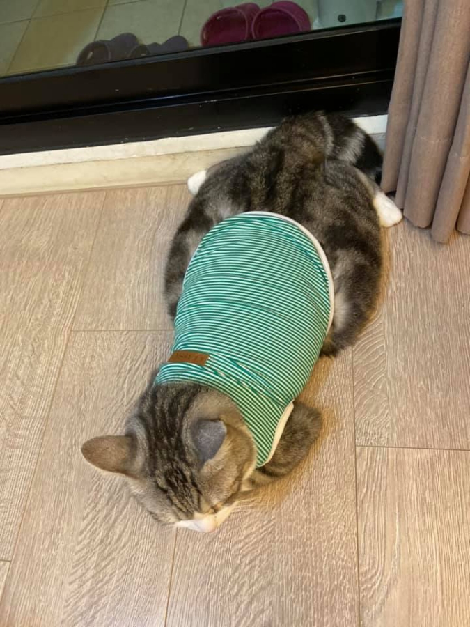 本喵不是圓只是虛胖！大尺碼貓貓換新衣發現「沒有一件穿得下」，網笑：都是衣服的錯！