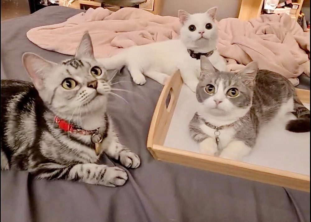 「廢渣聯萌」三隻萌貓攤平蓋被被、看獸醫萌樣太可愛！