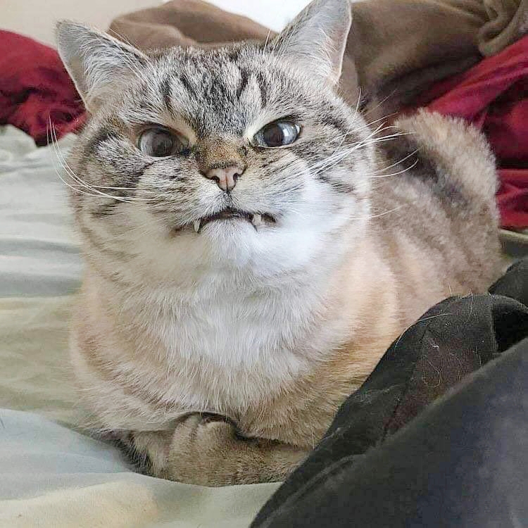全世界最不爽的貓貓「Loki」狂曬虎牙＋超派表情
