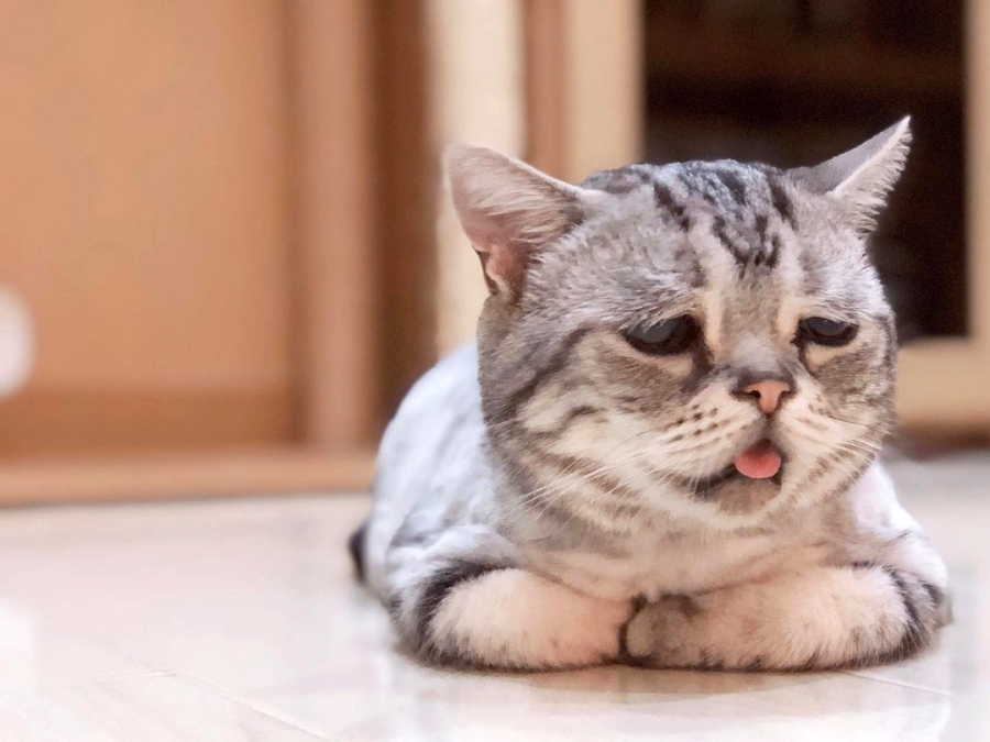 好想抱起來惜惜！全世界最委屈的貓貓Luhu，悲傷臉蛋之下暗藏鼻酸真相