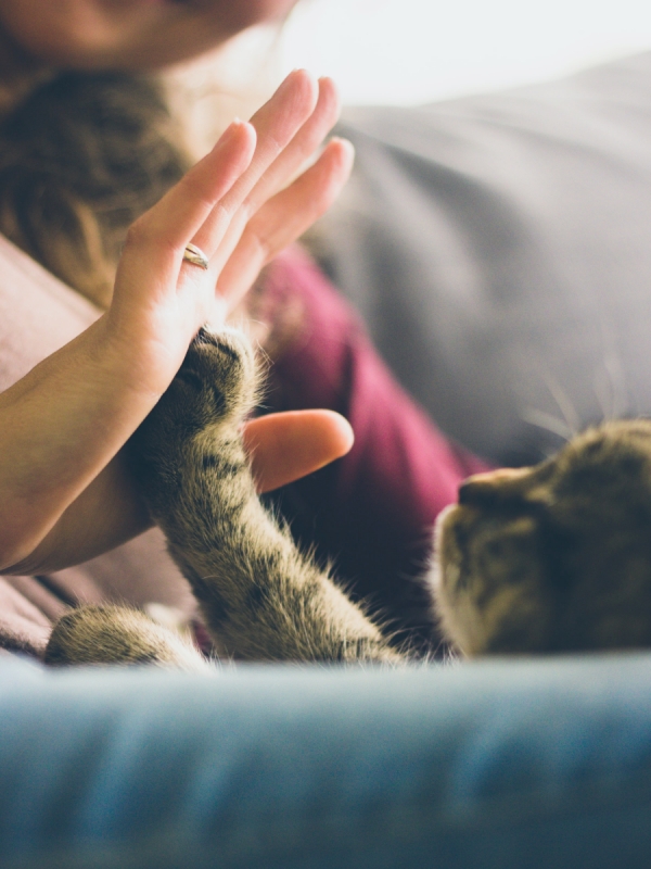 【寵物冷知識】練習接收毛孩訊息，揭秘自學「寵物溝通」的5個步驟！