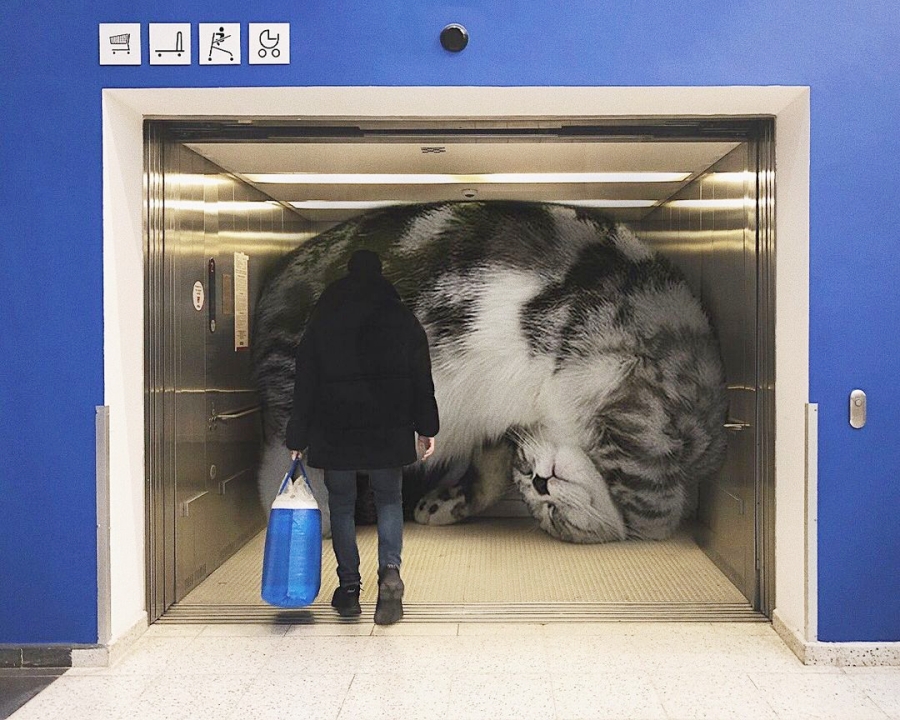 巨型萌物！在城市裡大搞怪的「巨無霸貓貓」，網：我還不吸爆！