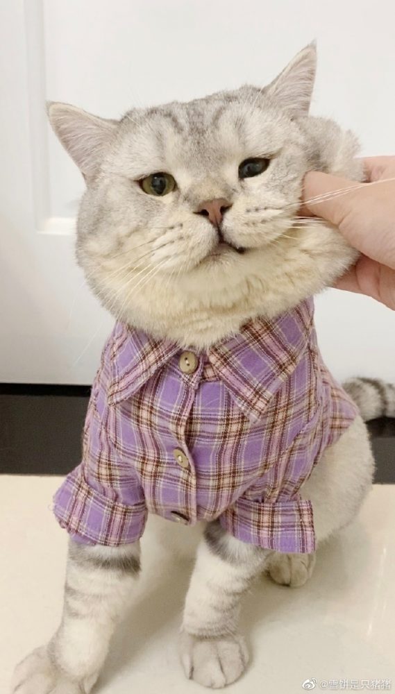 喵生無望表情包！全網最委屈的貓貓「雪餅」：貓貓心裡苦但貓貓不說！