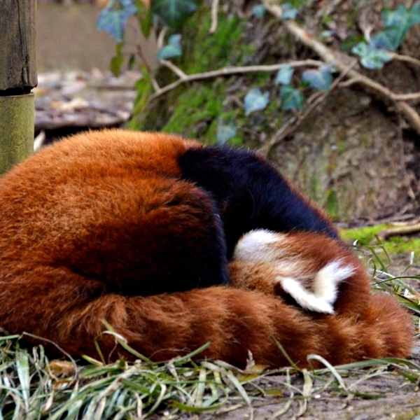 【心理測驗】哪隻小熊貓的睡姿最能療癒你？精準測出你的心理狀況！