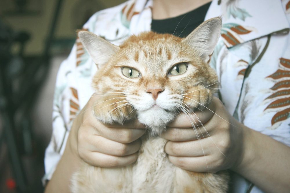 【貓咪冷知識】為什麼吸貓很療癒？解析「吸貓成癮」的5大原因！