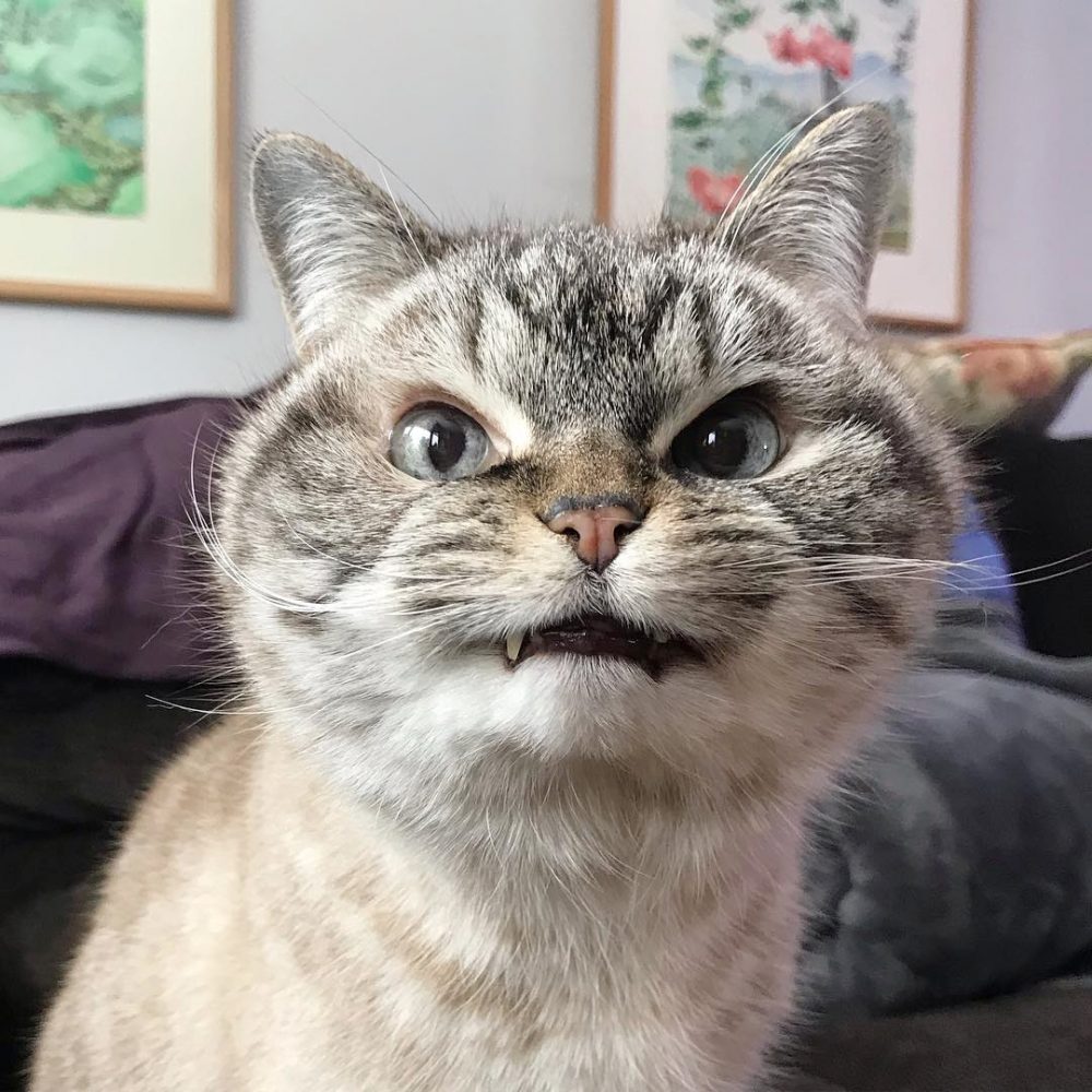 全世界最不爽的貓貓「Loki」狂曬虎牙＋超派表情