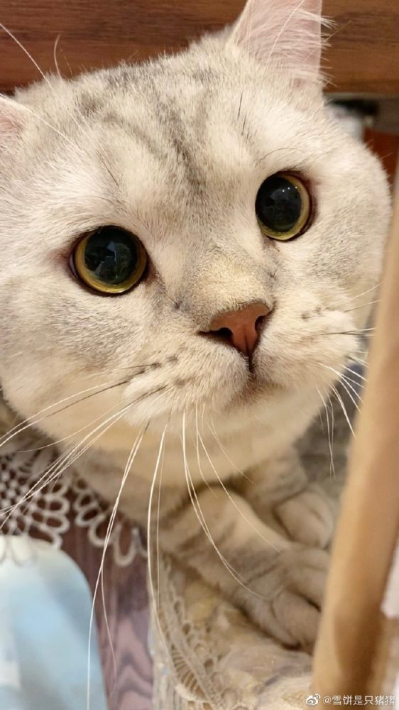 喵生無望表情包！全網最委屈的貓貓「雪餅」：貓貓心裡苦但貓貓不說！