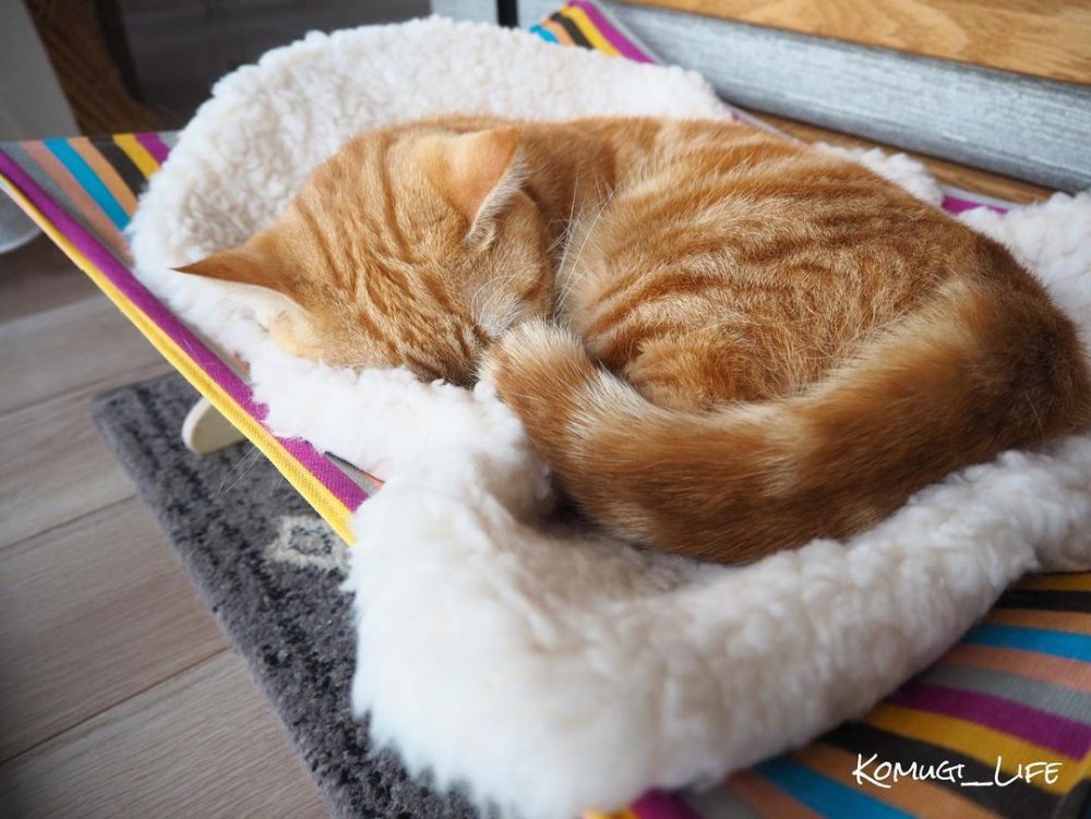 貓貓一直睡是「正常」還是「生病」？5大原因揭秘，原來是想陪你玩