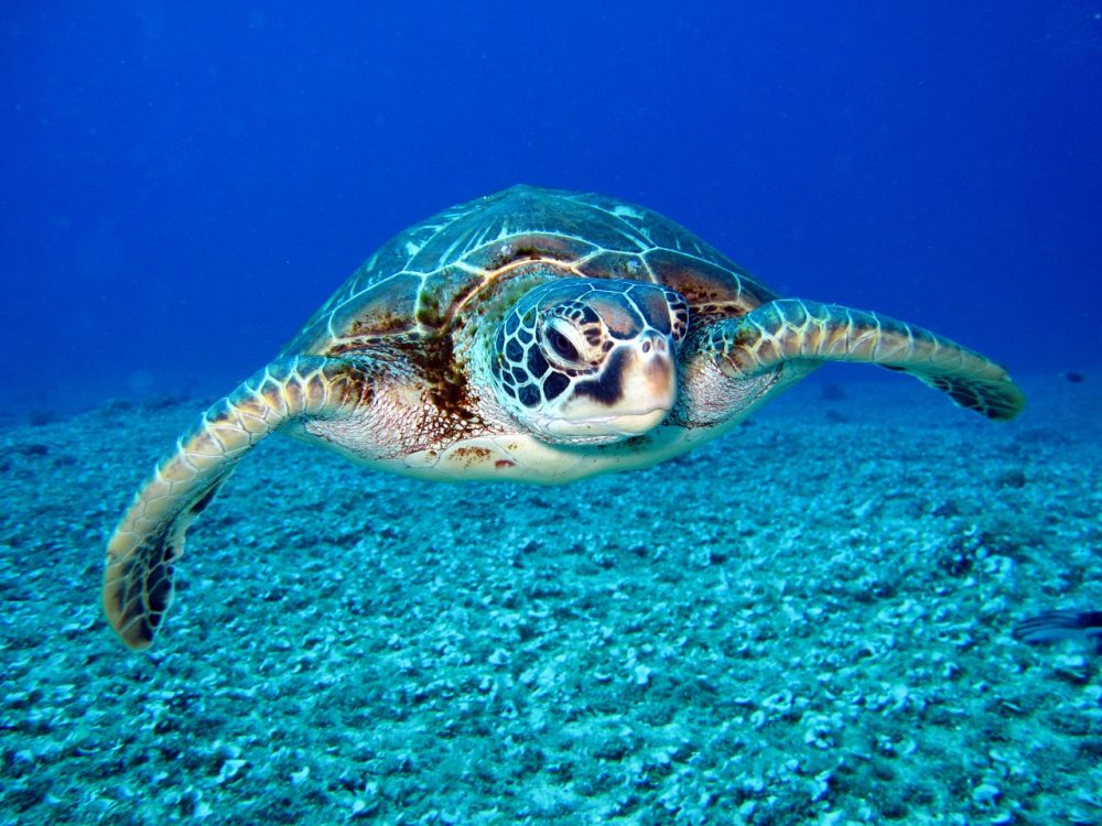 膽小鬼可以玩的海龜湯！精選10題「不可怕」海龜湯懶人包，驚悚成分直接歸0