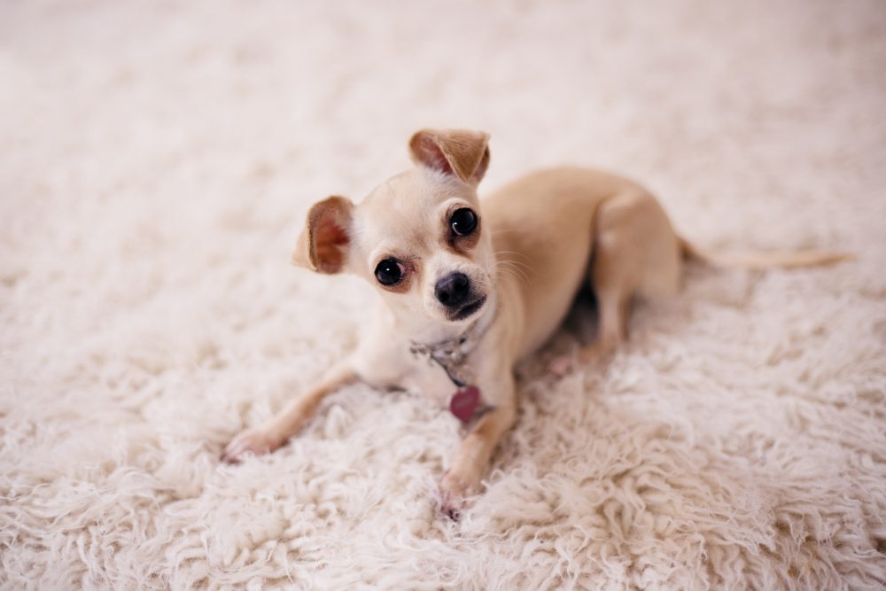台灣最常見的11種寵物狗狗-吉娃娃