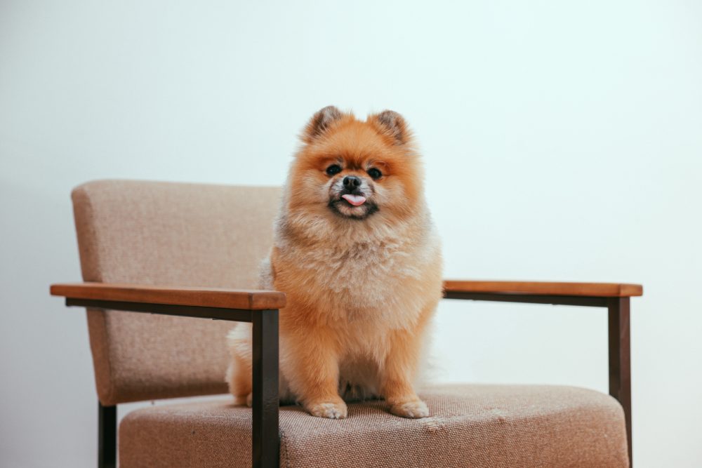 台灣最常見的11種寵物狗狗-博美