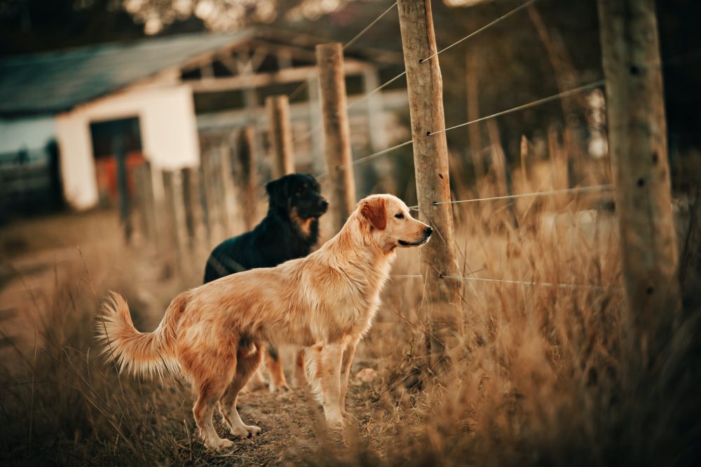 台灣最常見的11種寵物狗狗-黃金獵犬