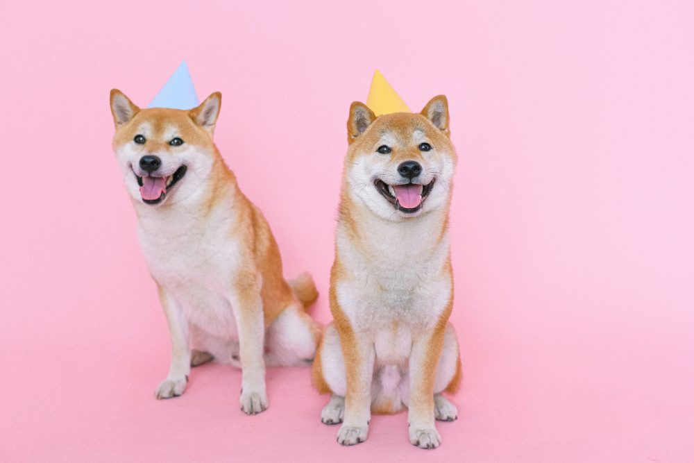 台灣最常見的11種寵物狗狗-柴犬