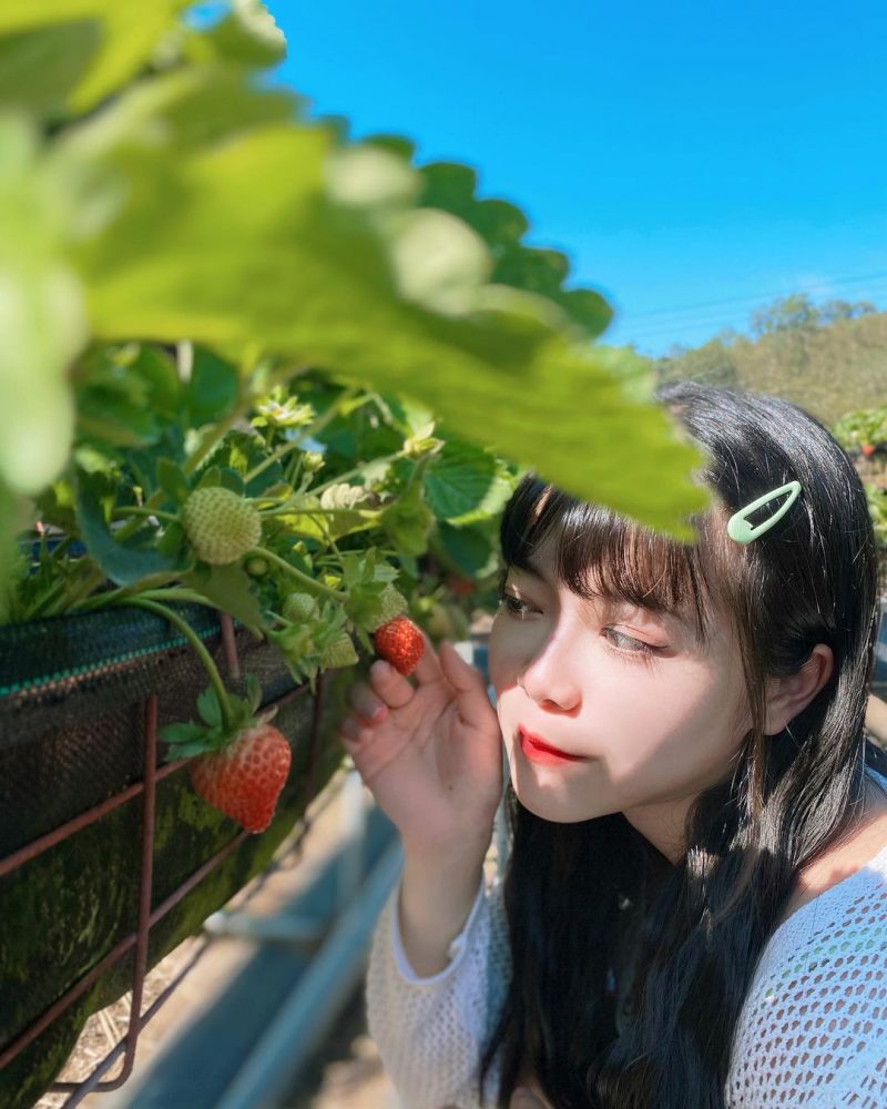 大湖草莓園-夢田農夫高架草莓